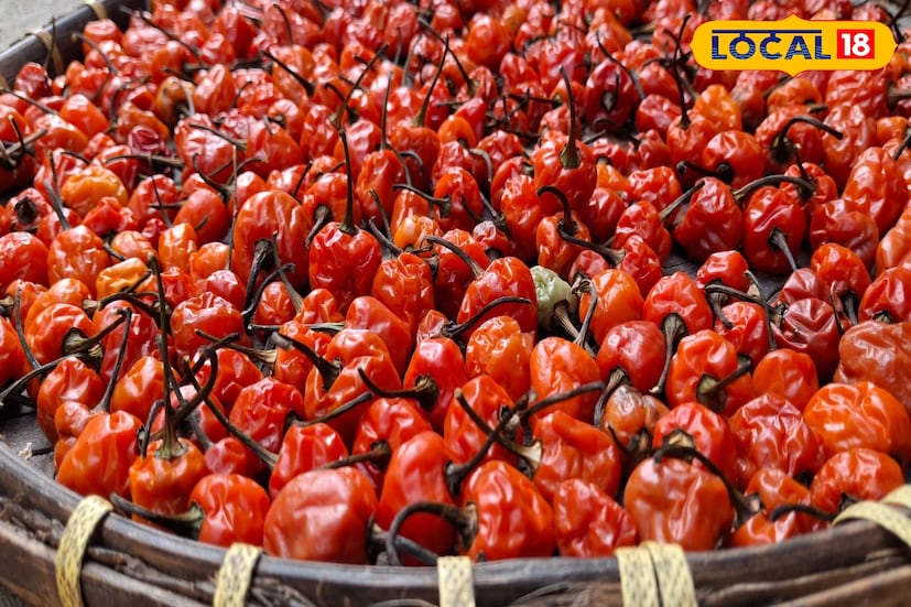 *দক্ষিণবঙ্গে যারা ব্যক্তিগতভাবে ডোলো লঙ্কা কিনতে চান, তাদের জন্যও পথ আলাদা করে খুলে গিয়েছে। শিলিগুড়ির কিছু পরিবহণ সংস্থা এখন বাস কাউন্টার ও কুরিয়ারের মাধ্যমে ছোট-বড় বক্স পাঠাচ্ছে। অনেক কৃষক সরাসরি গ্রাহকের সঙ্গে যোগাযোগ করে অর্ডার অনুযায়ী লঙ্কা পাঠান। এমনকি হিল প্রোডিউস কালেক্টিভের মতো ছোট অনলাইন ইউনিটও পাহাড় থেকে সংগ্রহ করে বাড়ি পর্যন্ত ডেলিভারি দিচ্ছে, ফলে দক্ষিণবঙ্গের ক্রেতাদের আর শিলিগুড়ি পর্যন্ত আসার দরকার পড়ছে না।