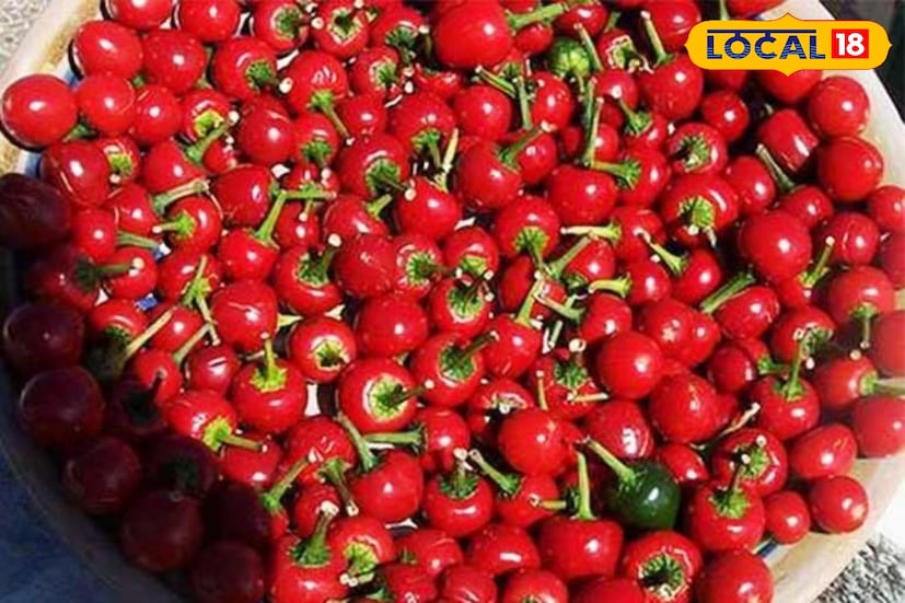 *এই সময় শিলিগুড়ির থেকে শুরু করে দার্জিলিংয়ের চৌরাস্তা বা কালিম্পংয়ের হাসপাতাল রোড—সর্বত্র টাটকা ডোলো লঙ্কার আমেজ চোখে পড়ে। সিকিমের রাবাংলা ও নামচি থেকেও প্রচুর মাল আসে শিলিগুড়ির পাইকারি বাজারে। এখান থেকেই প্রতি সপ্তাহে প্রচুর পরিমাণ লঙ্কা দক্ষিণবঙ্গে পাঠানো হয়। বিশেষ করে কলকাতা, বর্ধমান, হাওড়া এবং মালদহের বাজারে এখন সরাসরি উত্তরবঙ্গের সাপ্লাই গাড়ি পৌঁছে যায় ভোরবেলা।