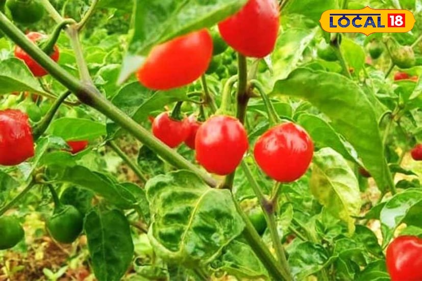 *পাহাড়ি রান্না বিশেষজ্ঞরা বলেন, ডোলো লঙ্কার আচার বানানো যেমন সহজ, তেমনই নিখুঁত স্বাদের জন্য অনুপাতটাই বড় ভূমিকা নেয়। টাটকা ডোলো লঙ্কা ধুয়ে রোদে শুকিয়ে অর্ধেক করে কেটে রাখা হয়। এরপর তাতে মেশানো হয় লবণ, সামান্য হলুদ আর লেবুর রস বা ভিনিগার—কিছুক্ষণ ম্যারিনেট হলে লঙ্কার ভেতরে তৈরি হয় স্বাদের প্রথম স্তর। অন্যদিকে, সর্ষের তেল গরম করে ঠান্ডা করা হয়, তারপর লঙ্কা-সহ সব উপকরণ কাচের জারে ভরে রোদে দু–তিনদিন রাখতে হয়। সূর্যের আলো যত বেশি পড়বে, আচারের ঝাঁঝ ততই ঘন ও সুবাসময় হবে। অনেক পাহাড়ি পরিবার আবার আলাদা করে রসুন বা আদা যোগ করে নিজেদের মতো করে আচার তৈরি করেন।