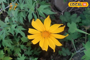 উত্তরবঙ্গের রাস্তায় মেক্সিকান সূর্যমুখীর হাতছানি!শিলিগুড়ি থেকে সামান্য দূরে চোখজুড়ানো ছবি উত্তরবঙ্গের রাস্তায় মেক্সিকান সূর্যমুখীর হাতছানি!শিলিগুড়ি থেকে সামান্য দূরে চোখজুড়ানো ছবি