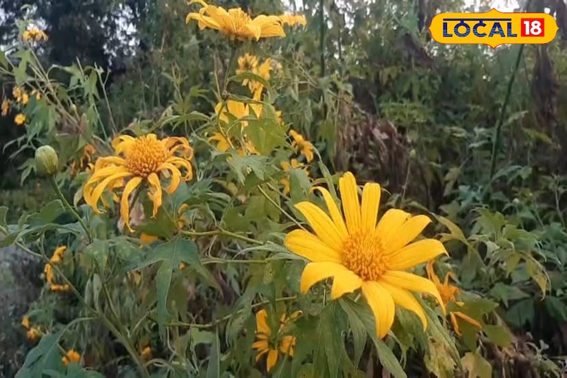 পর্যটকের ভিড় বাড়ার সঙ্গে সঙ্গেই পথের ধারের দোকানগুলিতেও ভিড় জমছে। চা–মোমো–ম্যাগির দোকান থেকে শুরু করে ছোট ছোট ফলের স্টল— চলতি মরশুমে সবারই জমজমাট ব্যবসা।