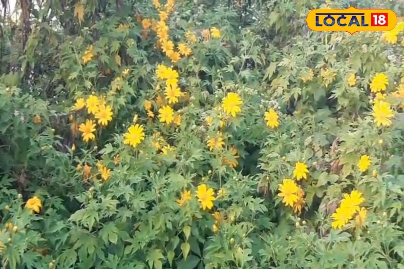 তবে এই সৌন্দর্যের মাঝেও রয়েছে একটিই আবেদন— ফুল তুলবেন না। প্রকৃতির এই উপহার শুধু চোখে দেখার, মনে রাখার। ছিঁড়ে নিলে সৌন্দর্য নষ্ট হয়, ক্ষতি হয় পরিবেশেরও।