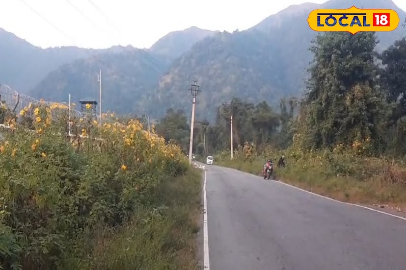 পাহাড়মুখী সফরে বেরোলে রোহিণী রোডের এই সূর্যমুখীর মহোৎসব একবার অন্তত দেখে নিতেই হবে— না হলে যেন সফরটাই অপূর্ণ রয়ে যাবে। (ছবি ও তথ্য: ঋত্বিক ভট্টাচার্য)