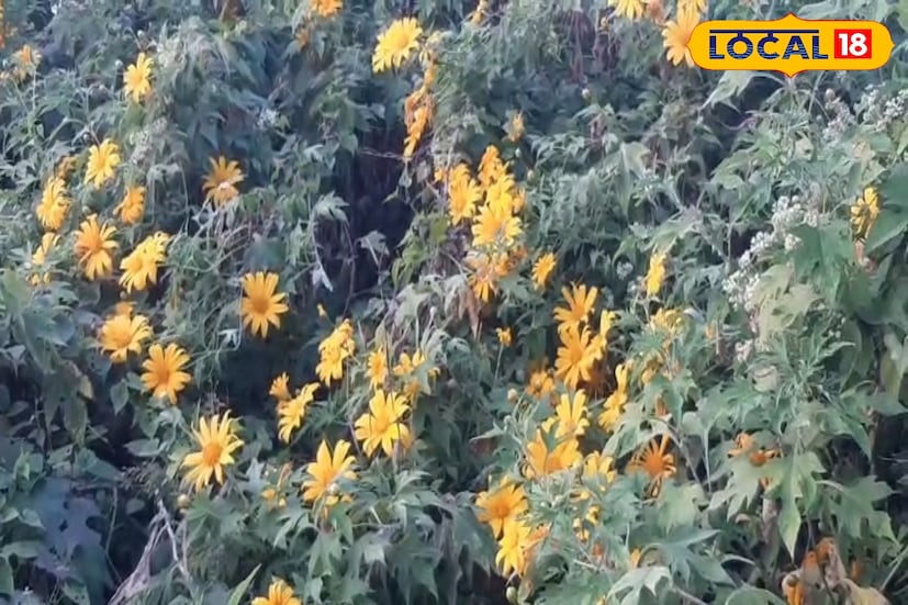 দার্জিলিং থেকে কার্শিয়াং-এর যাত্রা এখন আর শুধু পাহাড়ের দিকে ওঠার রাস্তা নয়— এটা হয়ে উঠেছে এক সোনালি অভিজ্ঞতা, এক নির্জন স্বপ্নভূমি, যা মিস করা একেবারেই উচিত নয়।