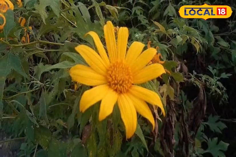 দার্জিলিং বা কার্শিয়াংমুখী গাড়ি যত এগোচ্ছে, ততই যেন এক কল্পনার ফুলসম্রাজ্যের ভেতরে প্রবেশ করছে পথিকেরা। পাহাড়ের ধাপে ধাপে সাজানো এই হলুদ ফুলগুলো রোহিণী রোডকে এখন বানিয়ে তুলেছে উত্তরবঙ্গের নতুন পোস্টকার্ড লোকেশন। DSLR হোক, মোবাইল হোক— ক্যামেরার লেন্সে ধরা প্রতিটি ফ্রেমই হয়ে উঠছে মন মাতানো।