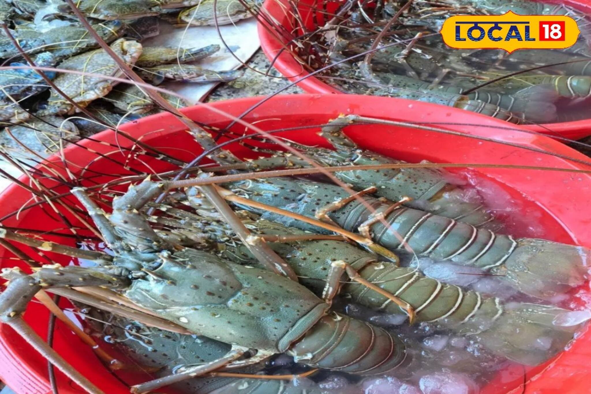 Diamond Harbour Fish Market: গলদা চিংড়ি, ইলিশ, পমফ্রেট থেকে ম্যাকারেল! শীতের ছুটিতে ডায়মন্ড হারবার এলে আসুন বিশ্বসেরা মাছবাজারে!