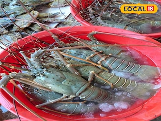 মাছ খেতে ভালবাসেন! এই শীতে ডায়মন্ডহারবার গেলে ডেস্টিনেশানে রাখুন নগেন্দ্রবাজার