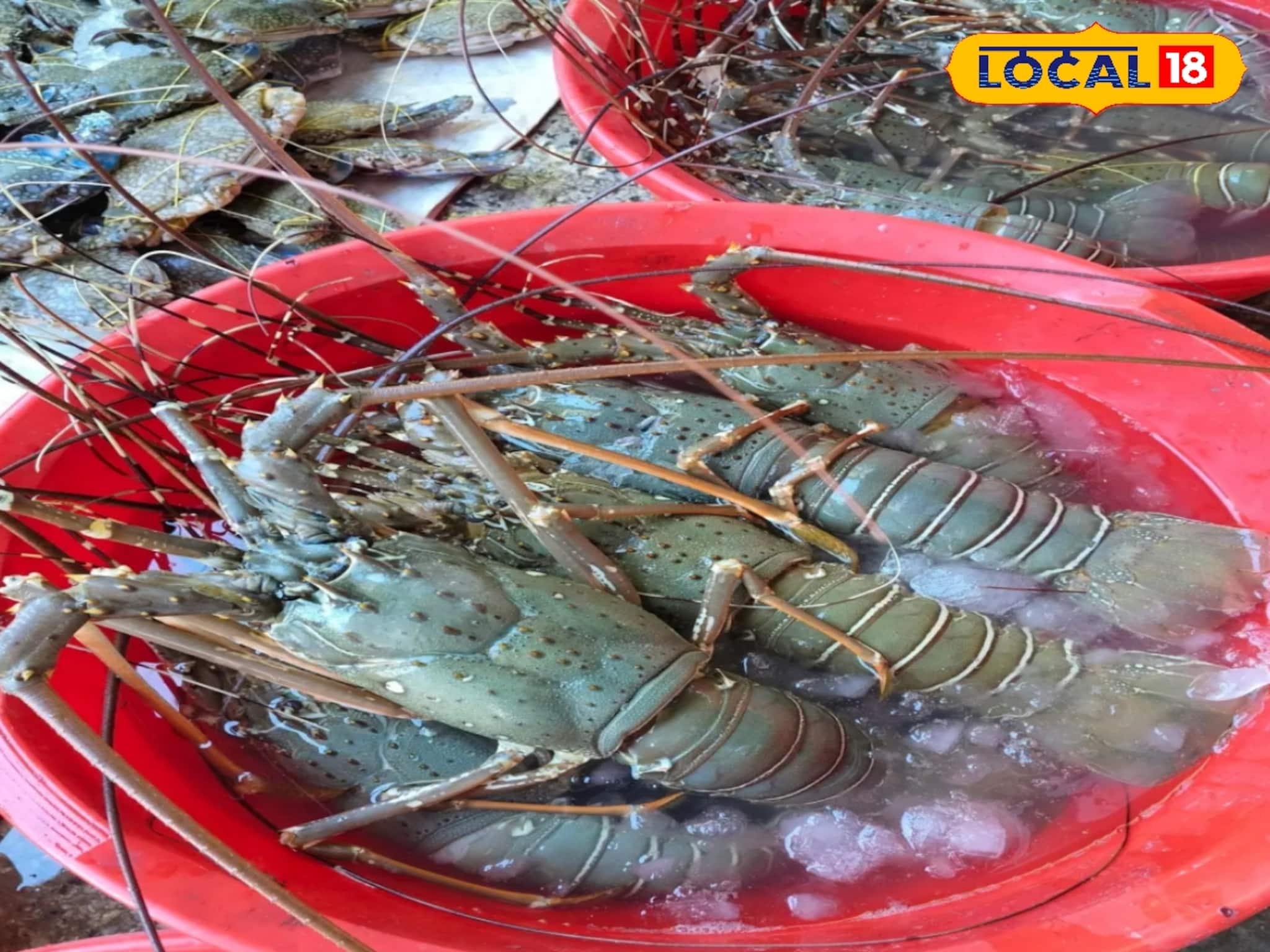 Diamond Harbour Fish Market: গলদা চিংড়ি, ইলিশ, পমফ্রেট থেকে ম্যাকারেল! শীতের ছুটিতে ডায়মন্ড হারবার এলে আসুন বিশ্বসেরা মাছবাজারে!