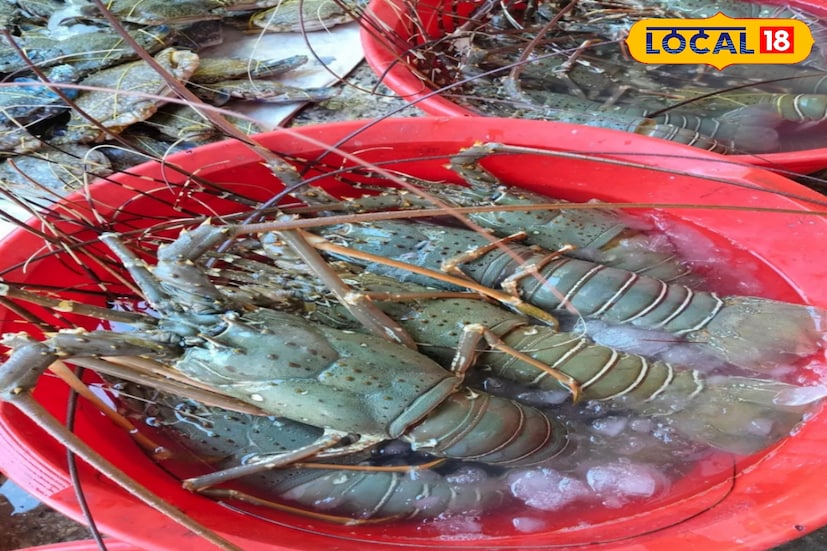 এশিয়ার দ্বিতীয় বৃহত্তম মাছবাজার হল এই নগেন্দ্রবাজার। ফলে এখানে বিভিন্ন ধরণের মাছ সারাবছর পাবেন আপনি। মূলত সামুদ্রিক মাছেরই কেনা-বেচা হয় এখানে। প্রতিদিন এখান থেকে কলকাতা-সহ রাজ্যের বড় বড় মাছবাজারে পৌঁছে যায় পমফ্রেট, ইলিশ, ম্যাকরেল, ভোলা, ঢেলা, দুম্বা, চিংড়ির মতো নানা রকমের মাছ।