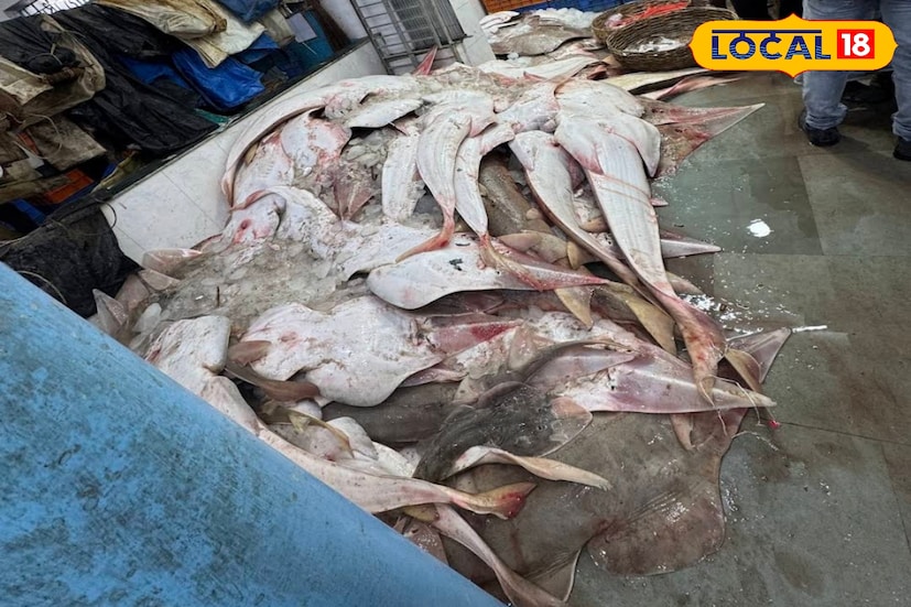 মাছ ছাড়াও সামুদ্রিক লবস্টার, মুরুলি মাছ, শংকর মাছ সহ একাধিক সামুদ্রিক মাছ ও প্রাণীও পাবেন। চাইলে স্টোরের ইলিশ পাবেন। ফলে অপেক্ষা কিসের ঘুরে আসুন এই মাছ বাজার থেকে। ছবি ও তথ্য: নবাব মল্লিক