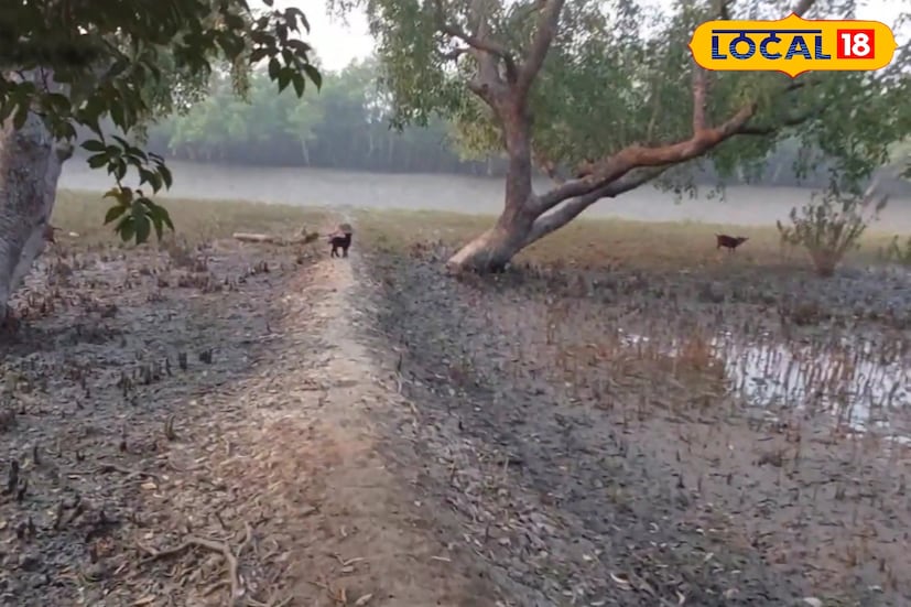 অন্যদিকে প্রকৃতিপ্রেমীদের কাছে অত্যন্ত আকর্ষণীয় হিঙ্গলগঞ্জের সুন্দরবন কালিতলা অঞ্চল। কলকাতা থেকে খুব বেশি দূরে না হলেও এখানে রয়েছে সুন্দরবনের শুরু হওয়া ঘন সবুজ অরণ্য, নদীর ধারের নীরবতা এবং প্রকৃতির অমলিন সৌন্দর্য। অ্যাডভেঞ্চারের স্বাদ নিতে চাইলে এই অঞ্চল শীতের সেরা গন্তব্য। তবে নিরাপত্তা ও অনুমতির বিষয়ে সতর্ক থাকা জরুরি।