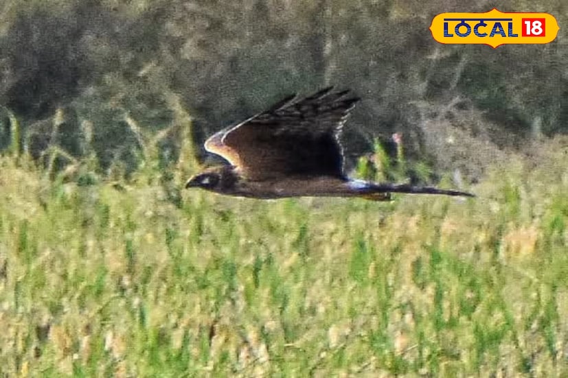 শীতের আগে এমন আগমন দেখে পাখিপ্রেমীদের মধ্যে উচ্ছ্বাসের ঢেউ। ইউরোপ, ইউরেশিয়া এবং মঙ্গোলিয়া থেকে হাজার হাজার কিলোমিটার পাড়ি দিয়ে প্রতিবছরই বিভিন্ন প্রজাতির পাখি আসে। এই বছর চখাচখি, নর্দান টিল, নর্দার্ন ল্যাপ উইং, হ্যান হেরিয়ার, কমন মুরগন ও বালিহাঁসের দেখা মিলেছে।