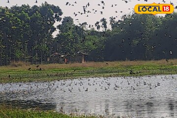 শীত পড়তেই বিদেশি অতিথিরা হাজির! রঙিন ডানায় ভরল জলপাইগুড়ির আকাশ