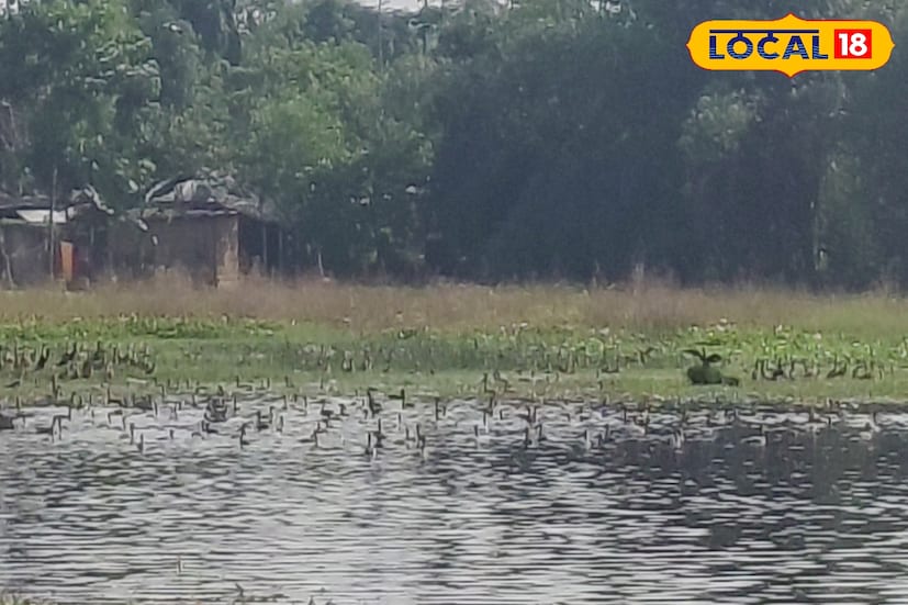 জলপাইগুড়ি সায়েন্স অ্যান্ড নেচার ক্লাবের সম্পাদক ডাঃ রাজা রাউত জানান, প্রতি বছর চখাচখি, রুডিশেল ডাক, নর্দান টিল ও কমন টিলের মতো পাখিরা এখানে আসে। গ্রামবাসীর যত্ন-আতিথেয়তা বাড়ায় পাখির সংখ্যা ধারাবাহিকভাবে বৃদ্ধি পাচ্ছে। শীতের আগেই পাখিদের আগমন পরিবেশের জন্য অত্যন্ত ইতিবাচক, বলেন তিনি। সব মিলিয়ে জলপাইগুড়িতে এখন অতিথিদের আনাগোনা মন ভাল করে দিচ্ছে। (ছবি ও তথ্যঃ সুরজিৎ দে)