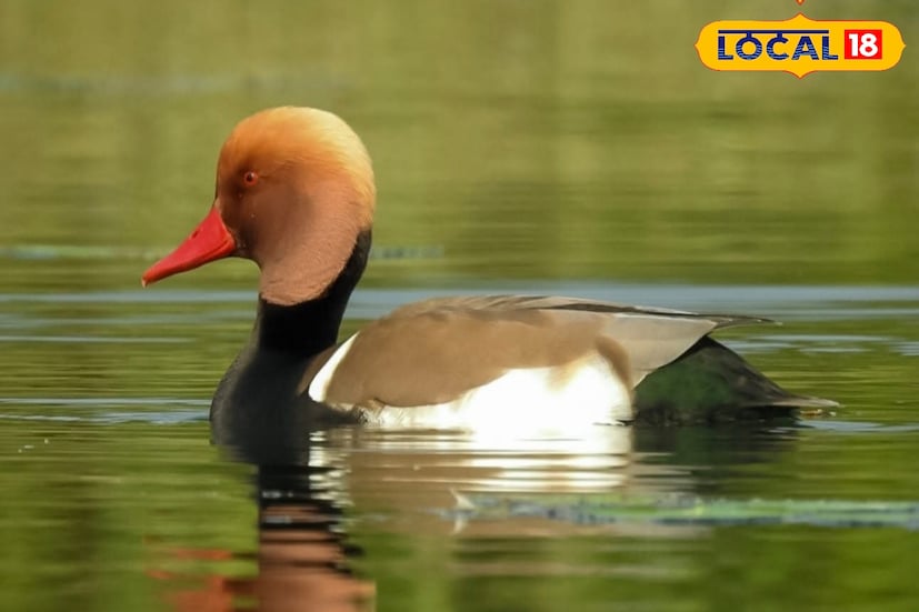 এক গৃহবধূ জানালেন, “আগে শিকারিরা রোজ আসত। এখন আমরা পাহারা দিই। তাই আর কেউ সাহস দেখায় না।” আরেকজন জানালেন, “নভেম্বর পড়লেই পাখিদের ঢল নামে। এত পাখি আসায় আমাদের গ্রাম এখন আলাদা পরিচিতি পেয়েছে। অতিথিদের রক্ষায় আমরা দিনরাত নজরদারি চালাই।” পরিবেশকর্মীরাও গ্রামবাসীদের উদ্যোগে মুগ্ধ। 
