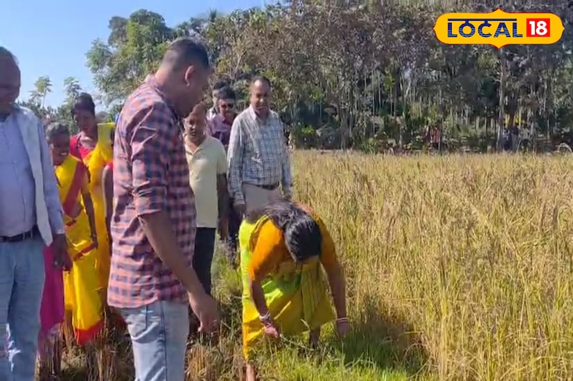 কৃষি দফতরের অধিকারিকদের সঙ্গে নিয়ে নিলেন ধানের ক্ষেতে যান তিনি। তারপর ধানের ফলন দেখে ধান কাটতে শুরু করেন তিনি। তাকে সাহায্য করতে আসেন গ্রামের মহিলারা।