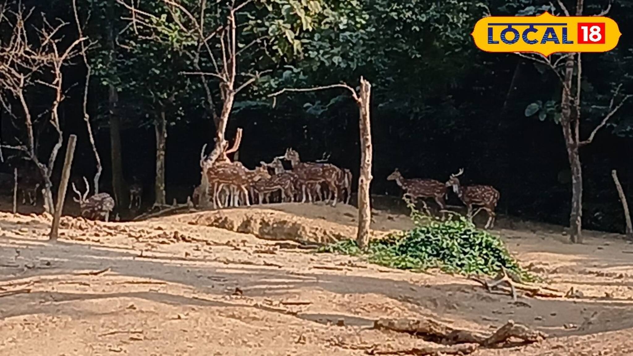সবুজের মাঝে বিরল বন্য পশু ও পাখিদের সেরা ঠিকানা! কলকাতার কাছেই হারিয়ে যান ছুটির ফাঁদে