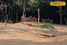 Winter Weekend Destination: সবুজের মাঝে বিরল বন্য পশু ও পাখিদের সেরা ঠিকানা! কলকাতার কাছেই হারিয়ে যান ছুটির ফাঁদে