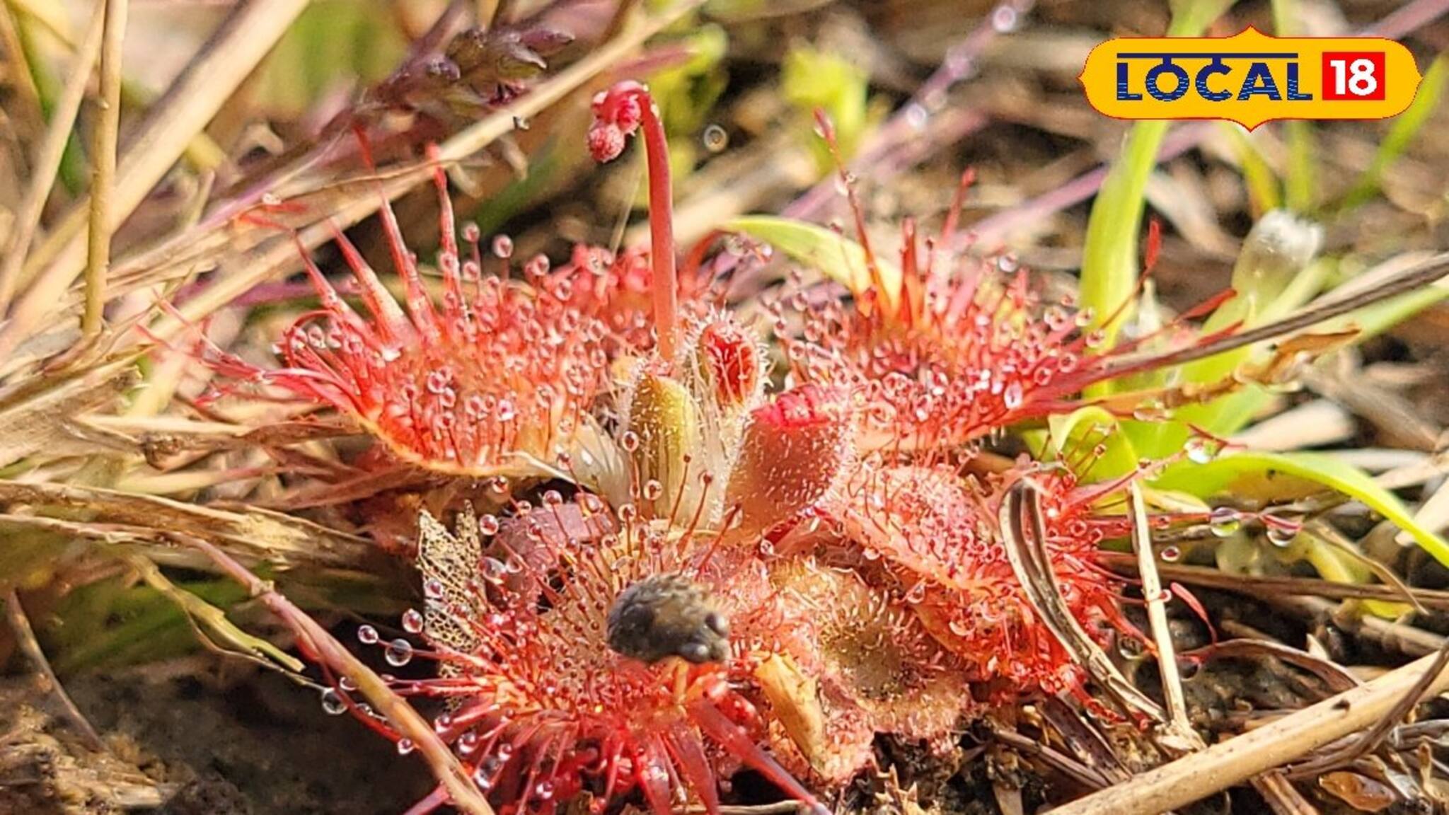 দেখা মিলত কেবল আমাজনে, এবার খোঁজ মিলল জঙ্গলমহলে! মাংস ছিড়ে খেয়ে নেয় এই গাছ