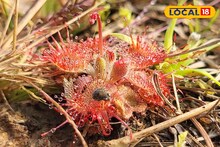 Carnivorous Plant: দেখা মিলত কেবল আমাজনে, এবার খোঁজ মিলল জঙ্গলমহলে! মাংস ছিড়ে খেয়ে নেয় এই গাছ