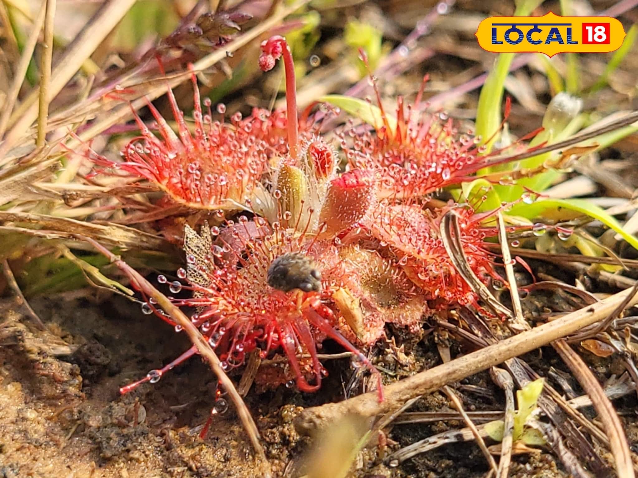 Carnivorous Plant: দেখা মিলত কেবল আমাজনে, এবার খোঁজ মিলল জঙ্গলমহলে! মাংস ছিড়ে খেয়ে নেয় এই গাছ