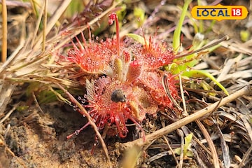 দেখা মিলত কেবল আমাজনে, এবার খোঁজ মিলল জঙ্গলমহলে! মাংস ছিড়ে খেয়ে নেয় এই গাছ দেখা মিলত কেবল আমাজনে, এবার খোঁজ মিলল জঙ্গলমহলে! মাংস ছিড়ে খেয়ে নেয় এই গাছ