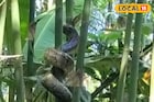 স্কুলের সামনে থেকে উদ্ধার হল ১০ ফিট লম্বা অজগর সাপ