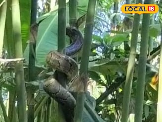 স্কুলের সামনে থেকে উদ্ধার হল ১০ ফিট লম্বা অজগর সাপ