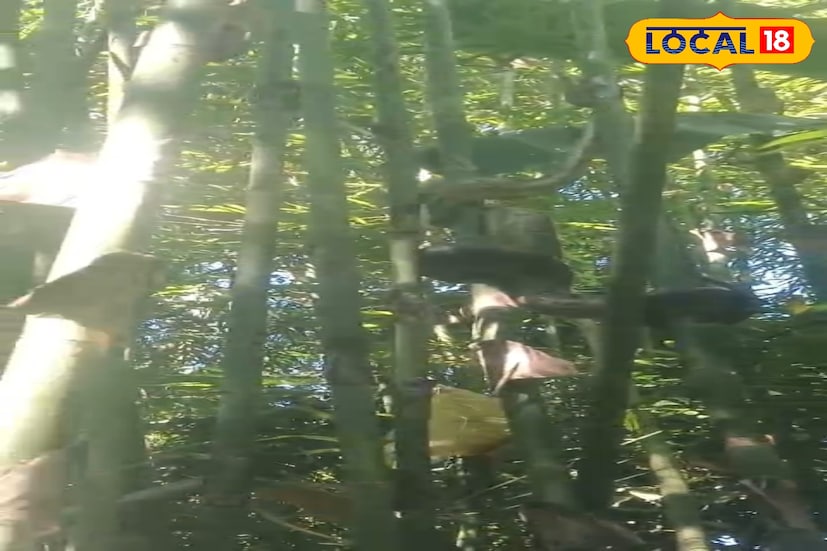 আলিপুরদুয়ার এক ব্লকের দক্ষিণ কামসিং পূর্বপাড়া প্রাথমিক বিদ্যালয়ের সামনে থেকে উদ্ধার হল অজগর সাপটি। স্কুলের এক শিক্ষক বাঁশ গাছে সাপটিকে পেঁচিয়ে থাকতে দেখেন।বাঁশ বাগানে বিশালাকার অজগর দেখতে এলাকার বাসিন্দারা ভিড় জমান। 