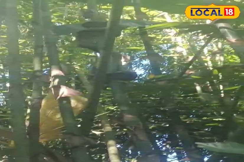 স্কুলের সামনে অজগর সাপ দেখতে পেয়ে স্কুল ছুটি দিয়ে দেওয়া হয়।স্কুলের তরফে খবর দেওয়া হয় বন দফতরে।পরবর্তীতে ঘটনাস্থলে চিলাপাতা রেঞ্জের বনকর্মীরা পৌছায়। 