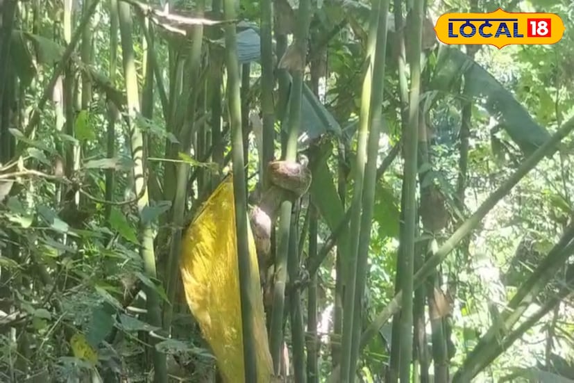 এত বড় অজগর এলাকায় দেখা যায় না বলে জানাল বাসিন্দারা। প্রায় দশ ফুট লম্বা অজগর সাপ উদ্ধার ঘটনায় এলাকায় চাঞ্চল্য ছড়াল। স্কুলের সামনে বাঁশ বাগানে থেকে অজগর উদ্ধার হয়। 