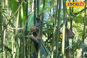 স্কুলের সামনে থেকে উদ্ধার হল ১০ ফিট লম্বা অজগর সাপ