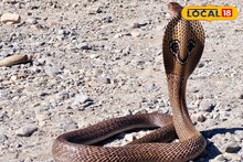 সাপে কেটেছে দেখেই আতঙ্কিত! কী করে বুঝবেন কোন সাপ কামড়েছে, বিশেষজ্ঞ বলছেন দাগ দেখেই চেনা