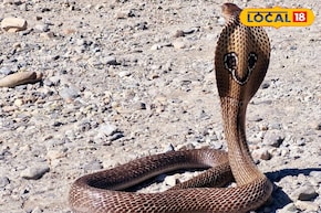 সাপে কেটেছে দেখেই আতঙ্কিত! কী করে বুঝবেন কোন সাপ কামড়েছে, বিশেষজ্ঞ বলছেন দাগ দেখেই চেনা