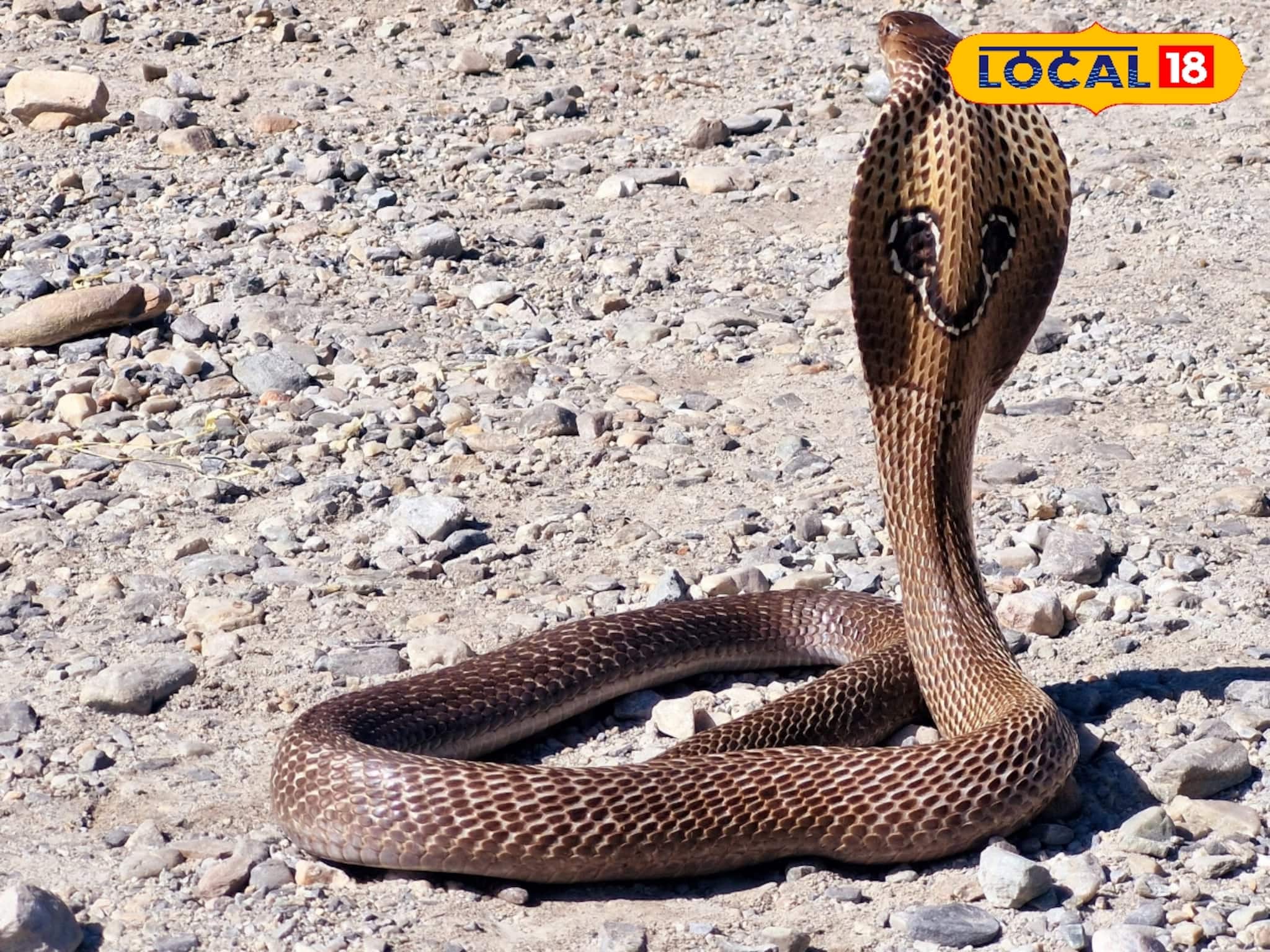 Indentify Snake By The Bite Mark: সাপে কেটেছে দেখেই আতঙ্কিত! কী করে বুঝবেন কোন সাপ কামড়েছে, বিশেষজ্ঞ বলছেন দাগ দেখেই চেনা যায়