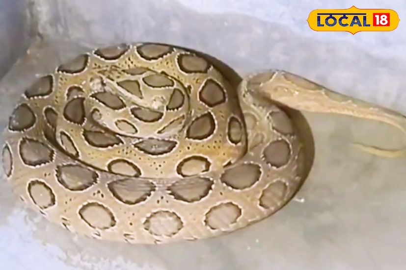 নিউরোটক্সিক সাপ কামড়ালে মাথা ধরা, কানে শব্দ বাড়িয়ে শোনা, চোখের পাতা ঝুলে যাওয়া, অসাড়তা দেখা দেয়। চন্দ্রবোড়ার ক্ষেত্রে প্রচণ্ড জ্বালা, দহনযন্ত্রণা, ফোলা, রক্তক্ষরণ, দেরিতে চিকিৎসায় চোখ-কান-পায়খানা থেকেও রক্তস্ত্রাব হয়। এইসব লক্ষণই সাপের কামড় শনাক্তের মূল ভিত্তি। ছবি ও তথ্য: সুদীপ্ত গড়াই 