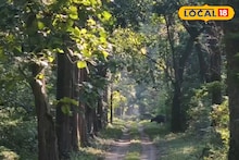 Buxa Tiger Reserve: বনপথের বাঁকে বাঁকে লেপার্ড, বাইসন, হাতি, হরিণের দল! পর্যটকদের মুখে হাসি ফোটাতে খুব শীঘ্র ফের খুলছে বক্সা ব্যাঘ্র প্রকল্পের চুনিয়া রুটের সাফারি