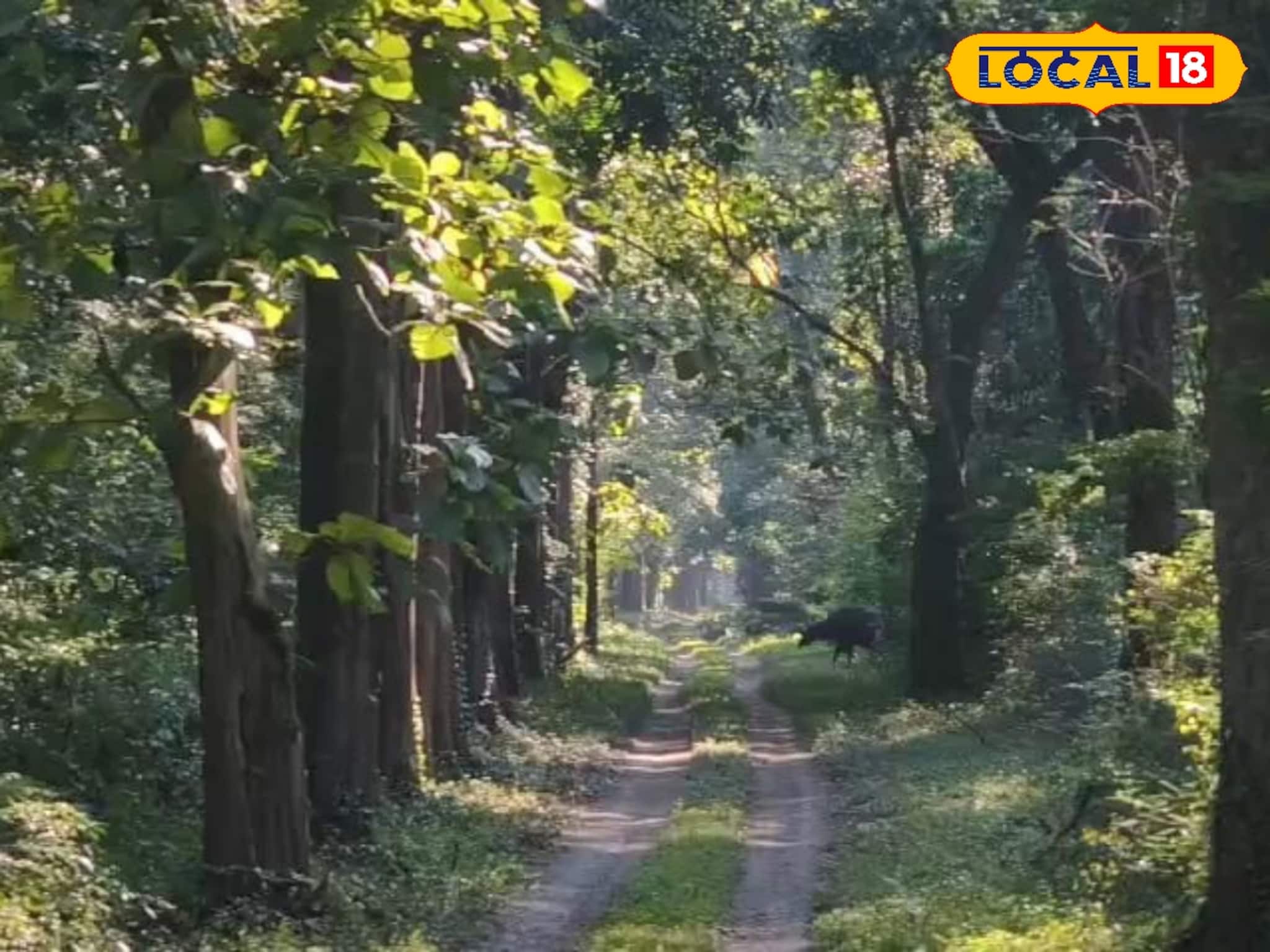 Buxa Tiger Reserve: বনপথের বাঁকে বাঁকে লেপার্ড, বাইসন, হাতি, হরিণের দল! পর্যটকদের মুখে হাসি ফোটাতে খুব শীঘ্র ফের খুলছে বক্সা ব্যাঘ্র প্রকল্পের চুনিয়া রুটের সাফারি