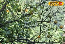 এ যেন কমলার দেশ...! চোখ ধাঁধানো 'অরেঞ্জ গার্ডেনে' নেমেছে পর্যটকদের ঢল! সামসিং খাসমহলের বাগান দেখতে উপচে পড়ছে ভিড়