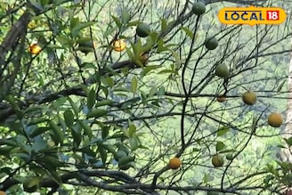 এ যেন কমলার দেশ...! সামসিং খাসমহলের চোখ ধাঁধানো 'অরেঞ্জ গার্ডেনে' নেমেছে পর্যটকদের ঢল