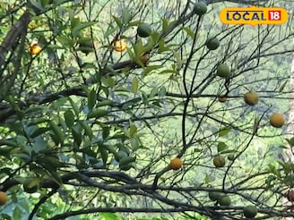 এ যেন কমলার দেশ...! সামসিং খাসমহলের চোখ ধাঁধানো 'অরেঞ্জ গার্ডেনে' নেমেছে পর্যটকদের ঢল