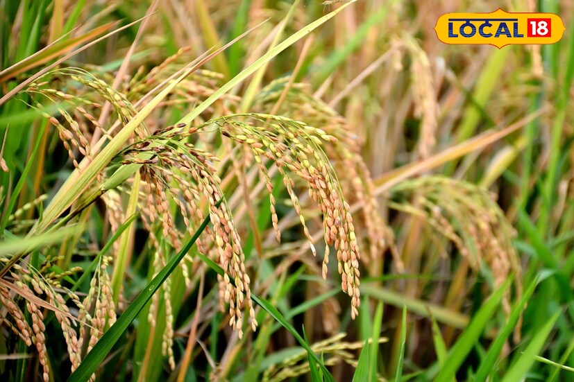 দিন ও স্লট নির্বাচন করা হয়ে গেলে কৃষকের মোবাইলে একটি রসিদ পাঠানো হয়। ওই রসিদ প্রিন্ট বা মোবাইলে রেখে নির্দিষ্ট দিনে ধানসহ ক্রয় কেন্দ্রে যেতে হবে। এর সঙ্গে আধার-সংযুক্ত মোবাইল নম্বর অবশ্যই থাকতে হবে। আধিকারিকরা কথায়, শুধুমাত্র রেজিস্ট্রেশন করলেই হবে না, সব কাগজ সঠিকভাবে যাচাই করে নিয়ে যেতে হবে। 