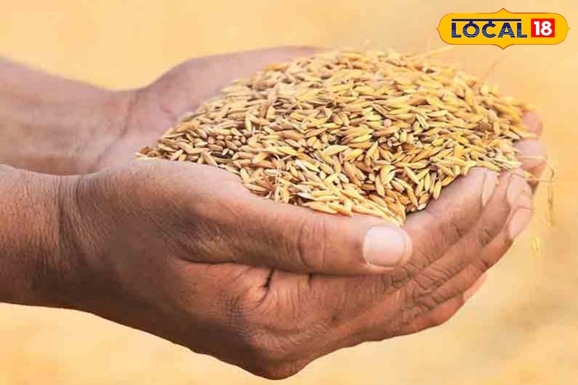 সরকারি সহায়ক মূল্যে ধান বিক্রি করতে যাচ্ছেন? তা হলে আগেভাগেই প্রয়োজনীয় কাগজপত্র গুছিয়ে রাখা রাখুন। নাহলে ধান ক্রয় কেন্দ্রে সমস্যায় পড়তে পারেন আপনি। আধিকারিকরা কাগজপত্রে অসঙ্গতি দেখলেই ক্রয় কেন্দ্র থেকে আপনার ধান ফিরিয়ে দিতে পারেন। জানেন সরকারি সহায়ক মূল্যে ধান বিক্রি করতে গেলে রেজিস্ট্রেশন করতে হয় ? কী কী কাগজপত্র সঙ্গে রাখা জরুরি? 