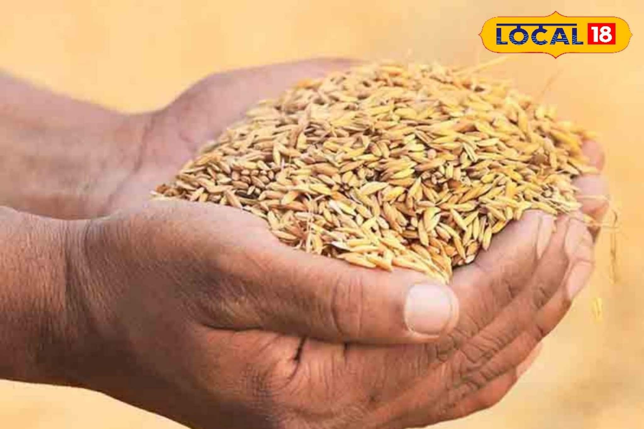 Paddy MSP Guidelines: কৃষক বন্ধুদের জন্য জরুরি খবর! সরকারি সহায়ক মূল্যে ধান বিক্রির আগে ৫ নথিগুলি অবশ্যই গুছিয়ে রাখুন, না থাকলে সমস্যায় পড়তে পারেন