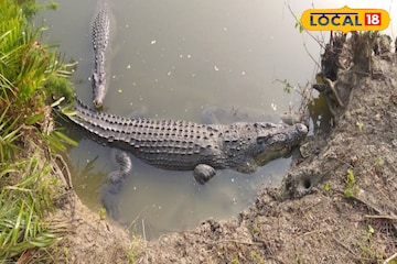 সুন্দরবনে বাঘের পর এবার কুমির গণনা, ডিসেম্বরে শুরু হবে কাজ সুন্দরবনে বাঘের পর এবার কুমির গণনা, ডিসেম্বরে শুরু হবে কাজ