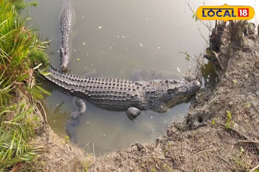 বাঘের পর এবার সুন্দরবনে শুরু হবে কুমীর গণনার কাজ। ১১ ডিসেম্বর থেকে গণনা শুরু হবে। ডিসেম্বর, জানুয়ারি, ফেব্রুয়ারি মাসেও চলবে এই কাজ। (ছবি ও তথ্য: নবাব মল্লিক) বাঘের পর এবার সুন্দরবনে শুরু হবে কুমীর গণনার কাজ। ১১ ডিসেম্বর থেকে গণনা শুরু হবে। ডিসেম্বর, জানুয়ারি, ফেব্রুয়ারি মাসেও চলবে এই কাজ। (ছবি ও তথ্য: নবাব মল্লিক)