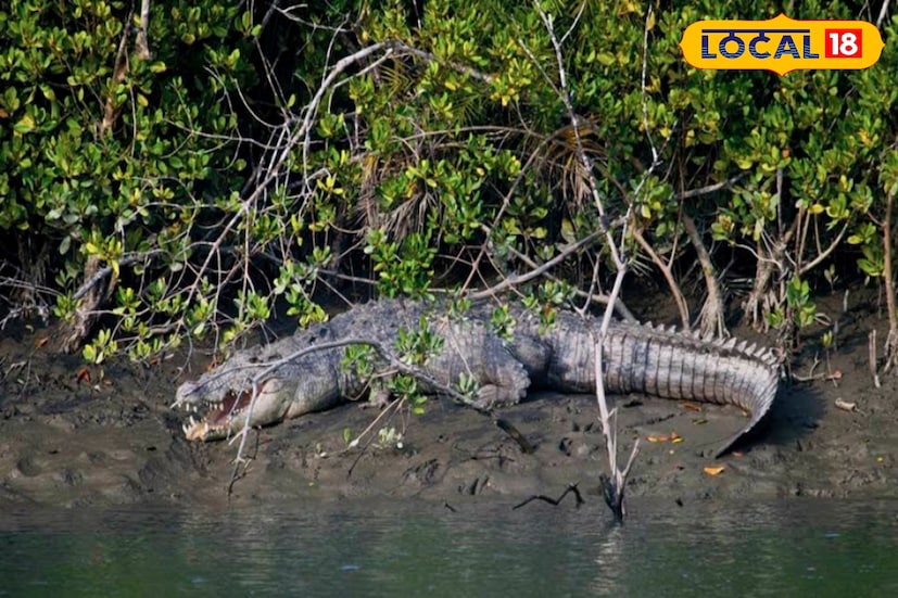 দক্ষিণ ২৪ পরগনা বনবিভাগ ও সুন্দরবন টাইগার রিজার্ভ যৌথভাবে এই শুমারি করবে। এই কাজের জন্য প্রায় দেড়শো বনকর্মীকে নিযুক্ত করা হবে। যে সব এলাকায় কুমিরের দেখা মিলবে, সেখানকার অক্ষাংশ, দ্রাঘিমাংশ, জলের তাপমাত্রা, লবণের পরিমাণ সবই রেকর্ড করা হবে। (ছবি ও তথ্য: নবাব মল্লিক)