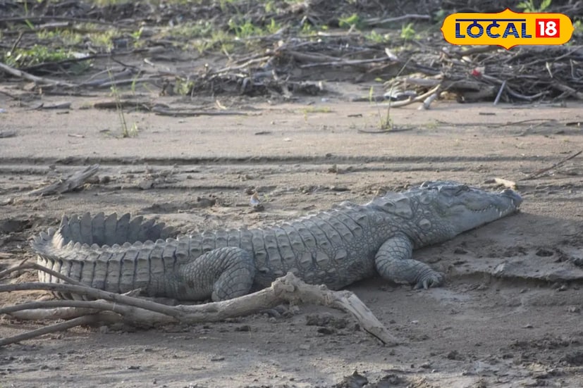 সুন্দরবনের ৪১০০ বর্গ কিমি এলাকাজুড়ে কুমির গণনার কাজ হবে। সমস্ত তথ্য রেকর্ড করবেন বিশেষজ্ঞরা। সুন্দরবনের বিভিন্ন জায়গায় স্থল ও জলের তাপমাত্রাও মাপা হবে।