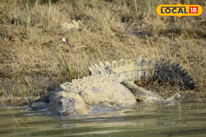 কোন তাপমাত্রায় কুমিরের দেখা মিলবে, আর কোন তাপমাত্রায় দেখা মিলবে না সেই বিষয় তুলনা করে তাদের বাসস্থানকে চিহ্নিত করা হবে। এই তথ্য থেকেই জানা যাবে সুন্দরবনের কোন জায়গায় কুমির বেশি থাকে।