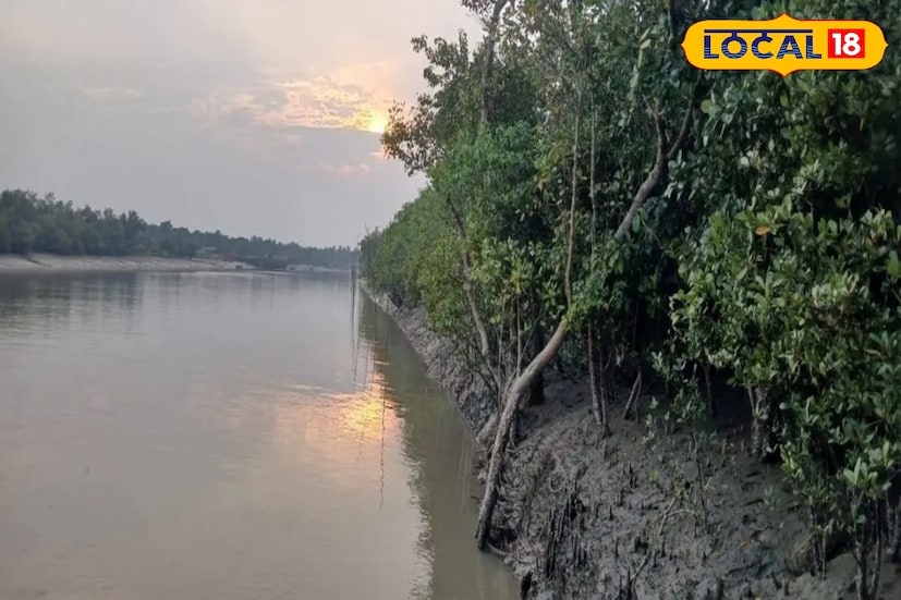 এই গণনার মাধ্যমে এবছর দেখা হবে সুন্দরবনে কোন উষ্ণতায় কুমির বেশি স্বচ্ছন্দে থাকে‌। কোন পরিবেশে, কোন পরিস্থিতিতে কুমির কোথায় থাকতে পছন্দ করে সব কিছুই দেখা হবে এবছর। সুন্দরবনে গিয়ে তাদের ডেরার হদিশ নেওয়া হবে।